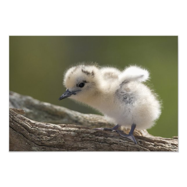 Impression Photo Amérique du Nord, Northwestern Hawaiian Islands, 2 (Devant)