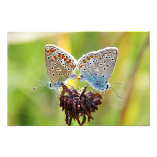 Impression Photo Amour papillon