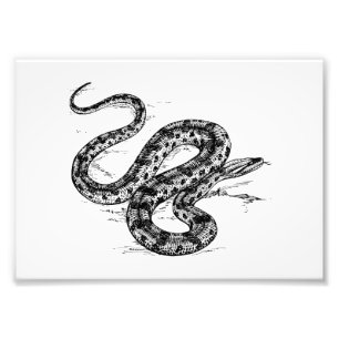 Impression Photo Anaconda
