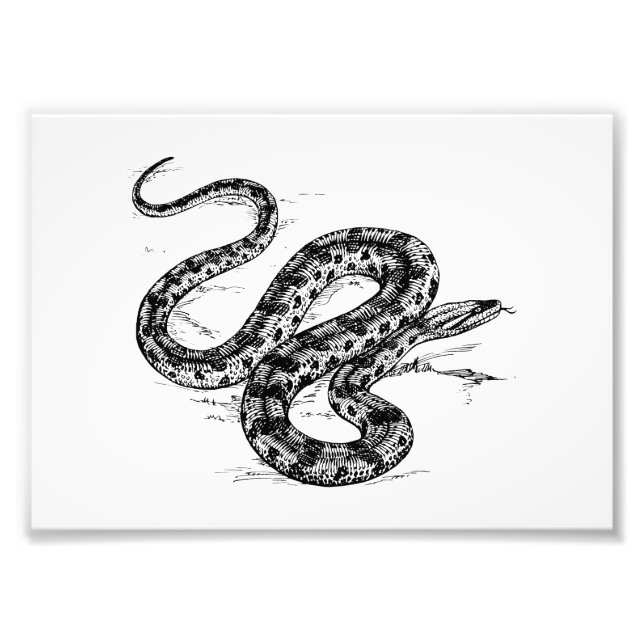 Impression Photo Anaconda (Devant)