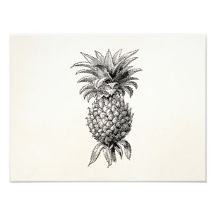 Impression Photo Ananas vintages d'illustration d'ananas de 1800s