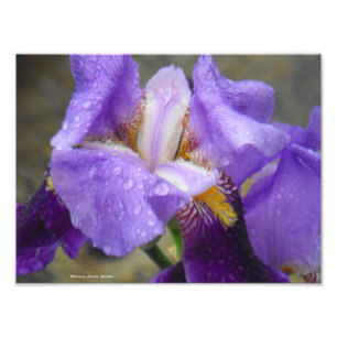 Impression Photo Anatomie de la collection IV de tulipe