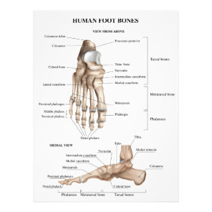 Impression Photo Anatomie des os de pieds