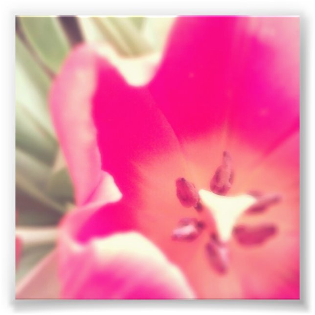 Impression Photo Anatomie des tulipes. (Devant)