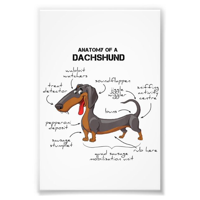 Impression Photo Anatomie D'Un Dachshund - Drôle Chien (Devant)