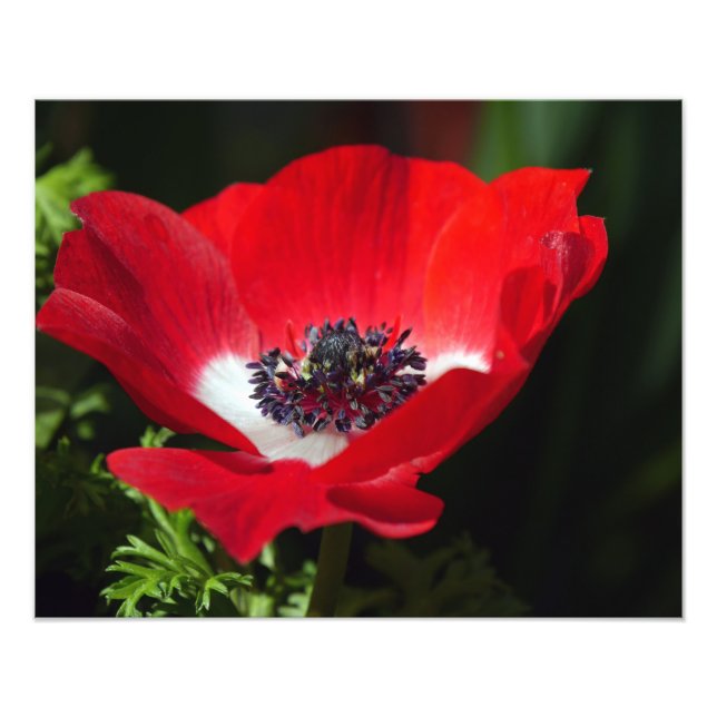 Impression Photo Anémon rouge (Devant)
