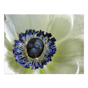 Impression Photo Anemone Mistral Panda
