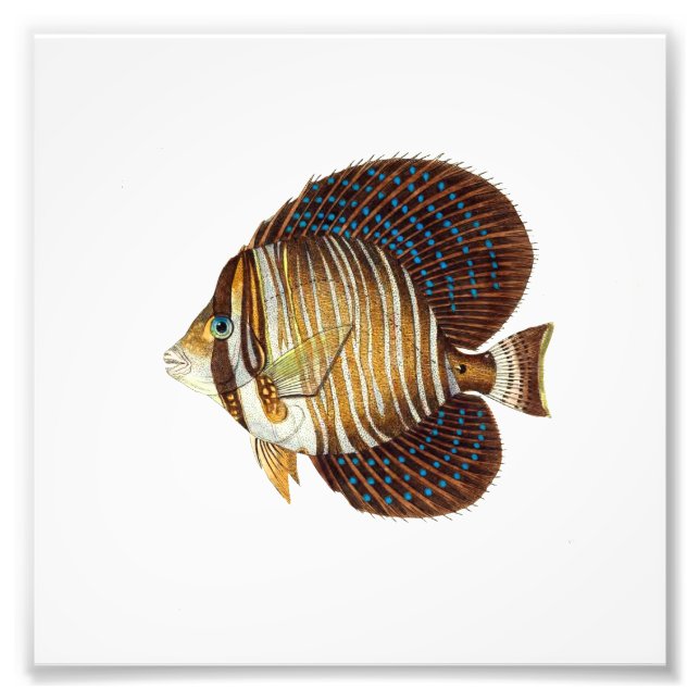 Impression Photo Angel Fish Beach Océan Nautique Salle de bain (Devant)