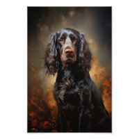 Anglais Cocker Spaniel