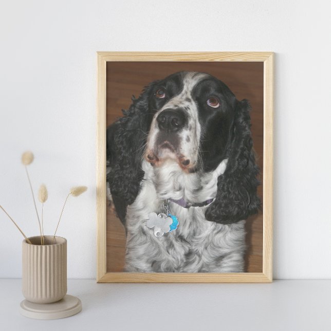 Impression Photo Anglais Springer Spaniel Pet Dog (In Situ Framed)