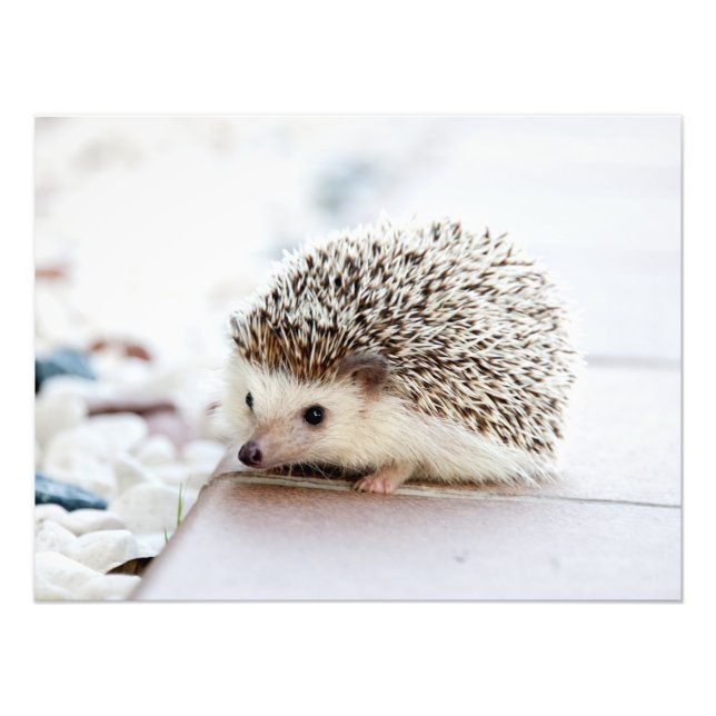 Impression Photo Animal de Cute (Devant)