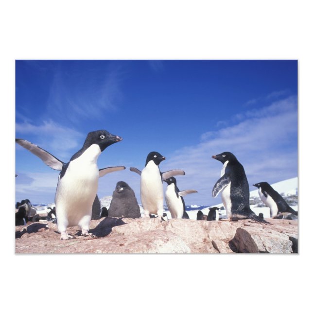 Impression Photo Antarctique, Adelie Penguin Pygoscelis (Devant)