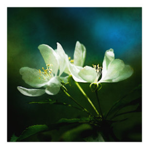 Impression Photo Apple Blossom - Deux Fleurs