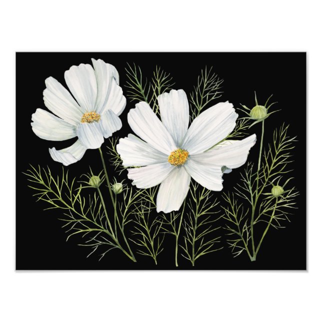 Impression Photo Aquarelle Blanc Cosmos Fleurs Peinture Botanique (Devant)
