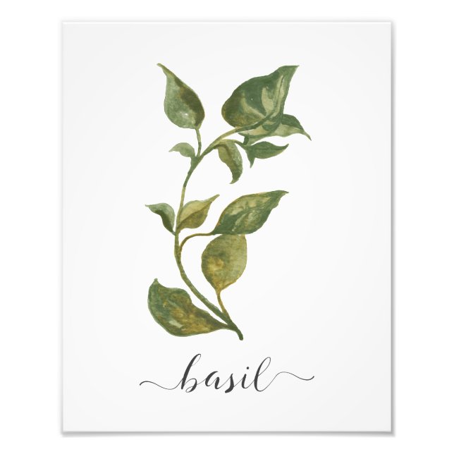 Impression Photo Aquarelle Herbe Botanique Imprimer Basil (Devant)