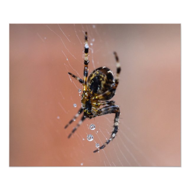 Impression Photo Araignée (Devant)