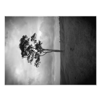 Impression Photo Arbre