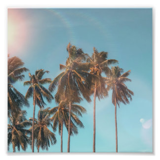 Impression Photo Arbre à noix de coco