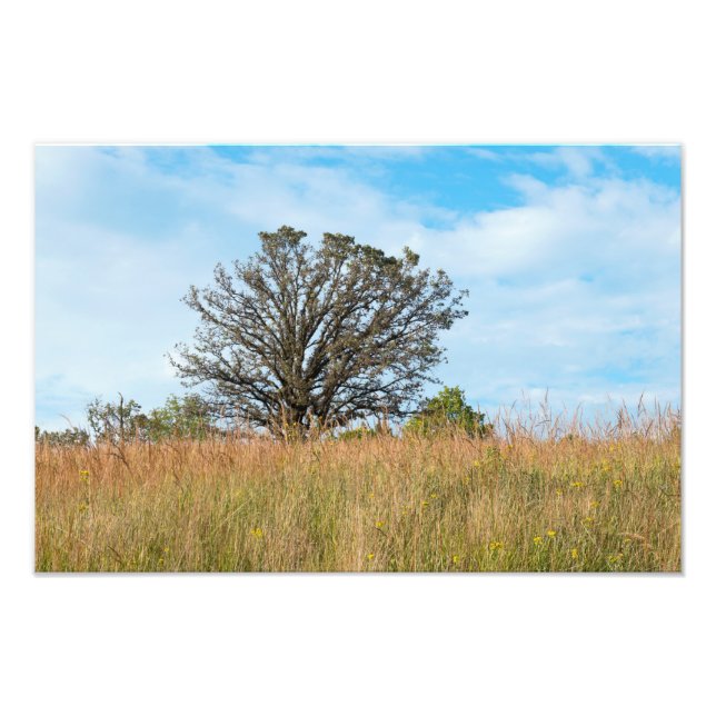 Impression Photo Arbre de chêne et prairie d'herbe haute (Devant)