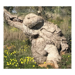Impression Photo Arbre d'olive en position Yoga