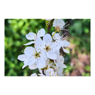 Impression Photo Arbre en Fleurs au Printemps Roumanie – Photograph