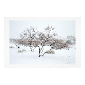 Impression Photo Arbre enneigé par Sidharta Pascual