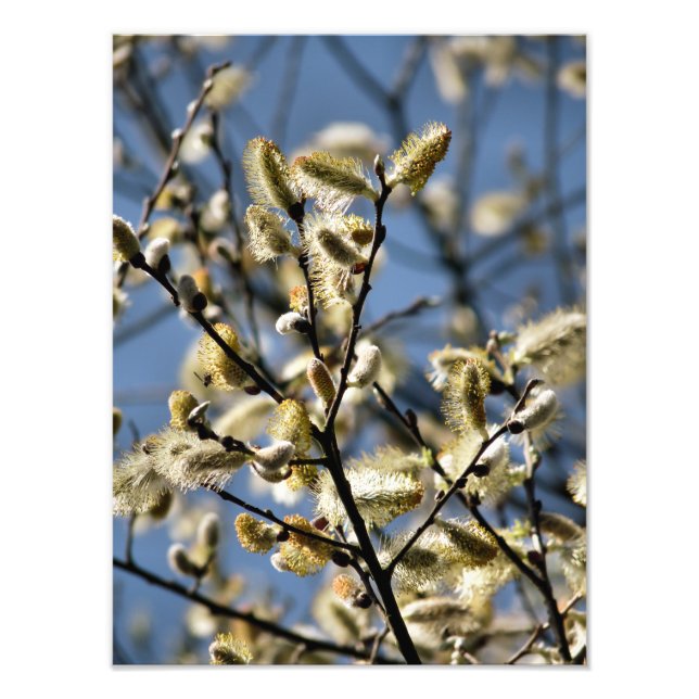 IMPRESSION PHOTO ARBRE SAUVAGE (Devant)