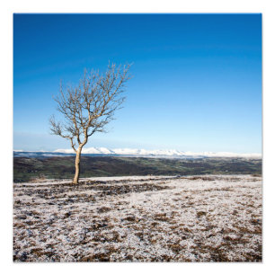 Impression Photo Arbre Scout Scar Vieux homme de Coniston arrière -