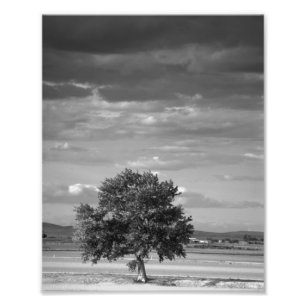Impression Photo Arbre solitaire, Idaho plus sauvage