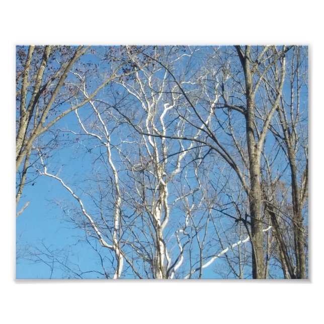 Impression Photo Arbre sycamore (Devant)