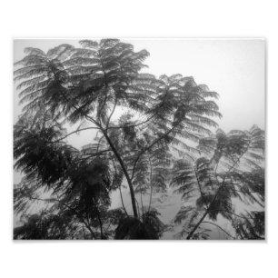 Impression Photo Arbre tropical Noir et blanc dans le brouillard