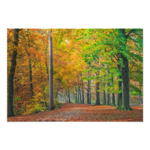 Impression Photo Arbres avec feuillage d'automne dans une forêt