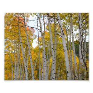 Impression Photo Arbres de bouleau du Colorado en automne