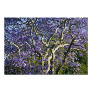 Impression Photo Arbres de jacaranda en fleurs dans le parc New Far