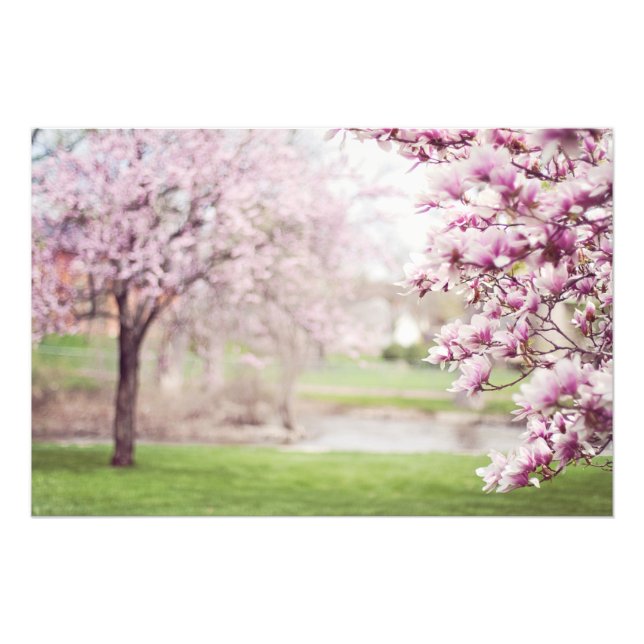 Impression Photo Arbres de Magnolia en fleurs (Devant)