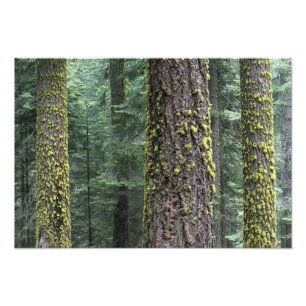 Impression Photo arbres de Séquoia géants dans la forêt, Sequoia et
