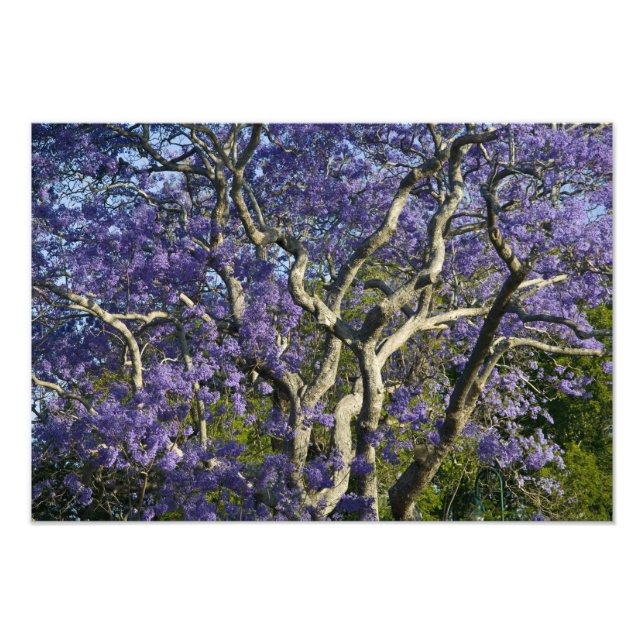 Impression Photo Arbres Jacaranda en fleurs dans le nouveau parc ag (Devant)