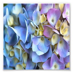 Impression Photo Arbuste bleu Hydrangea Arbuste Artistique Bossom
