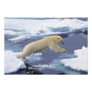 Impression Photo Arctique, Svalbard, Ours polaire s'étendant