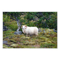 Art bélier islandais