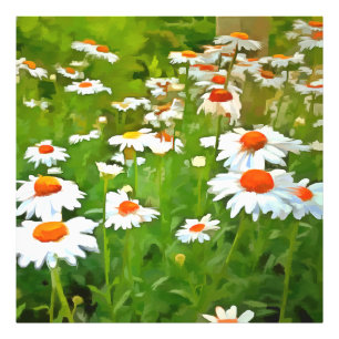 Impression Photo Artistic Bright and Colorful White Garden Daisies