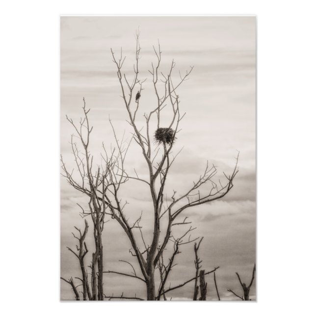 Impression Photo Attente de la vie (Devant)