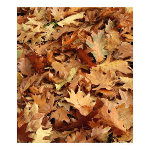 Impression Photo automne, feuille sec