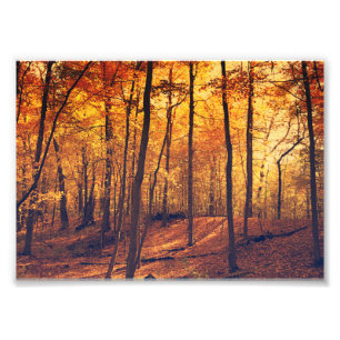 Impression Photo Automne Forêt Feuilles Art