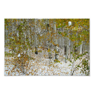 Impression Photo Autumn Aspens in Snow