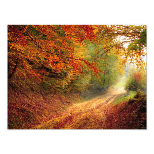 Impression Photo Autumn forest