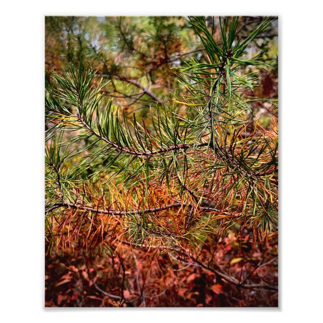 Impression Photo Autumn Pine Needles  (Devant)