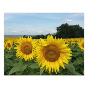 Impression photo avec tournesol