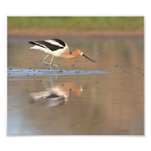 Impression Photo Avocet américain dans les étangs