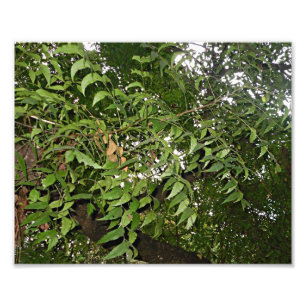 Impression Photo Azadirachta d'arbre de Neem indica